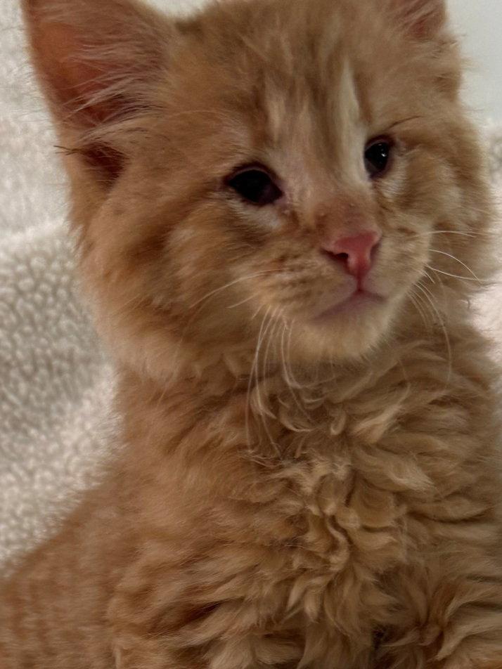CrackerJack, Adoptable, Kitten Male Maine Coon & Domestic Medium Hair.