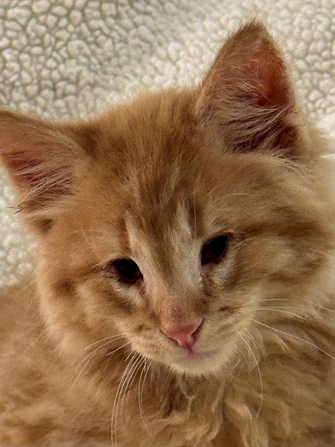 Enlarge CrackerJack, a Adoptable mixed breed in Nashville, TN image 2/3