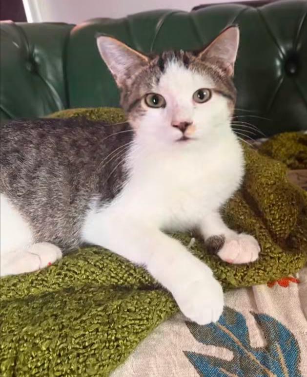 Enlarge Phoenix, a Adoptable Tabby in La Porte, IN image 1/2