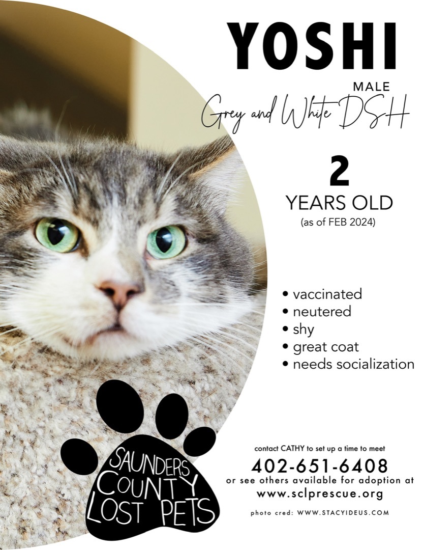 Enlarge Yoshi, a Adoptable Domestic Short Hair in Wahoo, NE image 1/1