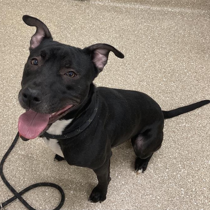 Enlarge Zeus, a ADOPTABLE Pit Bull Terrier in Prince Frederick, MD image 4/5