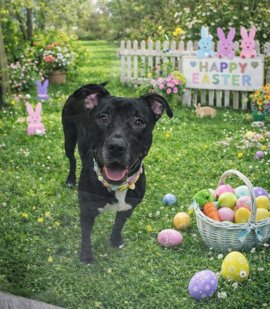 Zeus, ADOPTABLE, Adult Male Pit Bull Terrier.