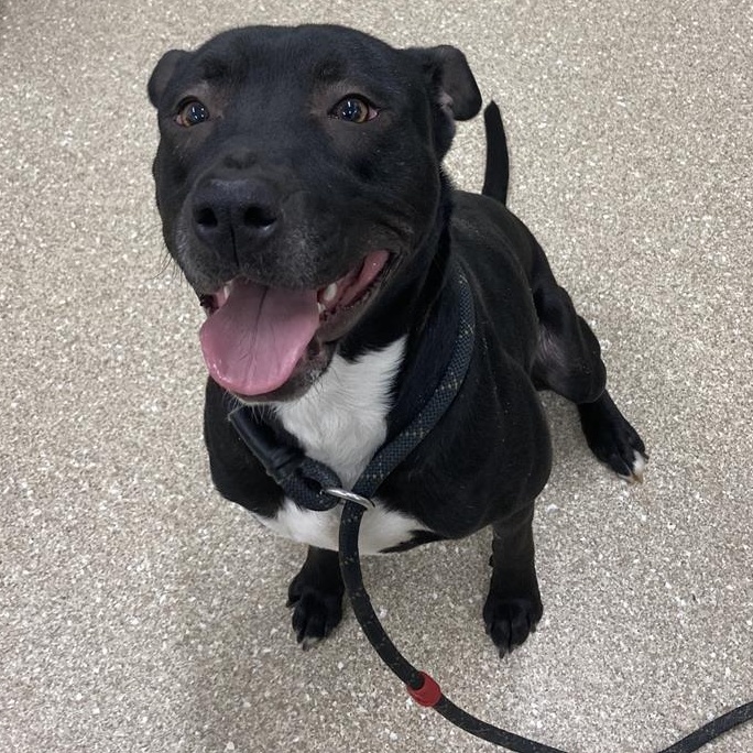 Enlarge Zeus, a ADOPTABLE Pit Bull Terrier in Prince Frederick, MD image 3/5