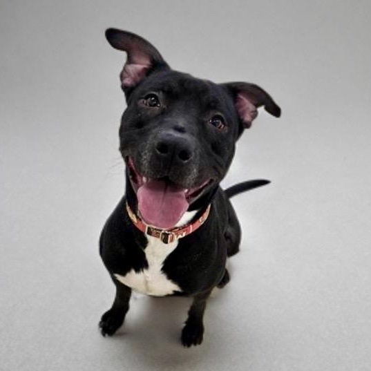 Enlarge Zeus, a ADOPTABLE Pit Bull Terrier in Prince Frederick, MD image 2/5