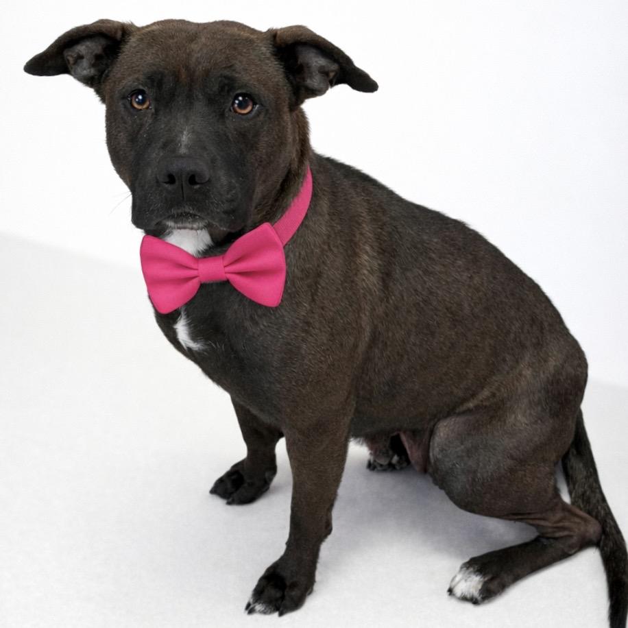 Destiny — thumbnail 4