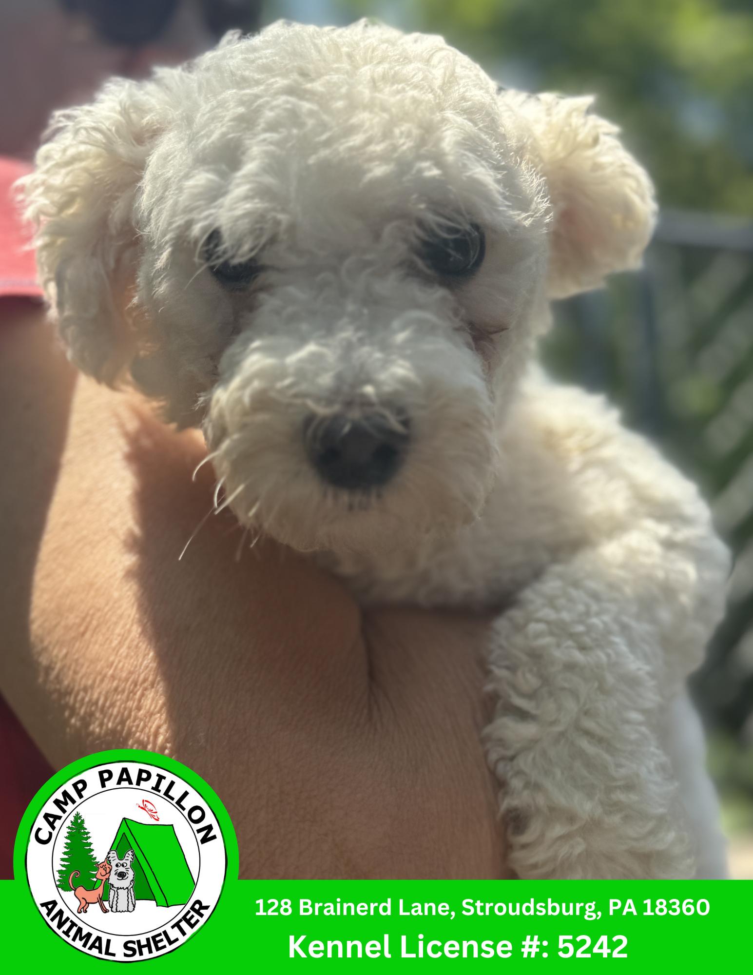 Enlarge Blanche, a Adoptable Bichon Frise in Stroudsburg, PA image 1/1
