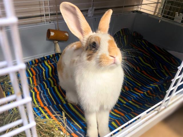 PEACHES, Adoptable, Young Female Bunny Rabbit.
