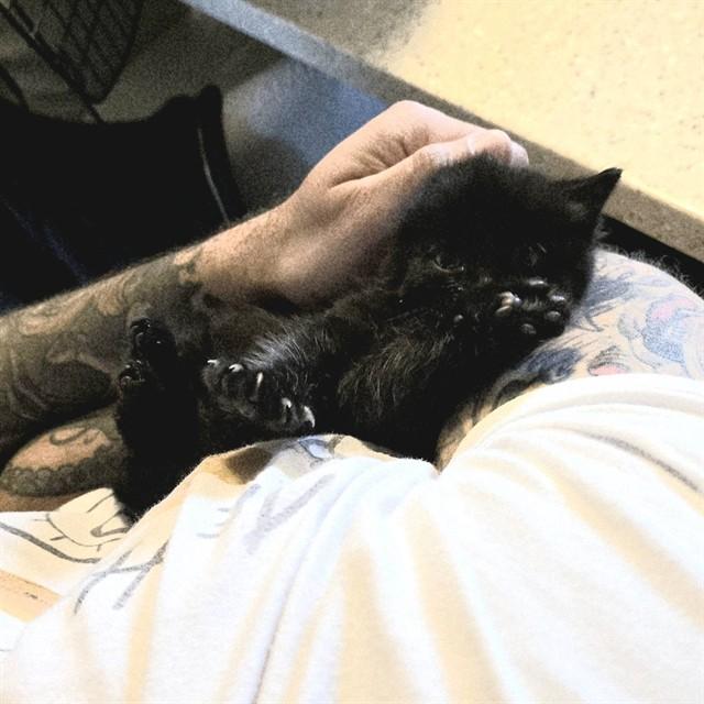 JO-JO, Adoptable, Kitten Male Domestic Short Hair.