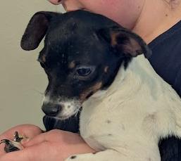 Weasel, a Adoptable mixed breed in Rio Rancho, NM image 3/5