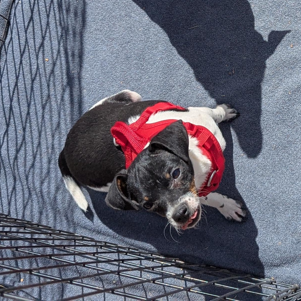 Weasel, a Adoptable mixed breed in Rio Rancho, NM image 4/5