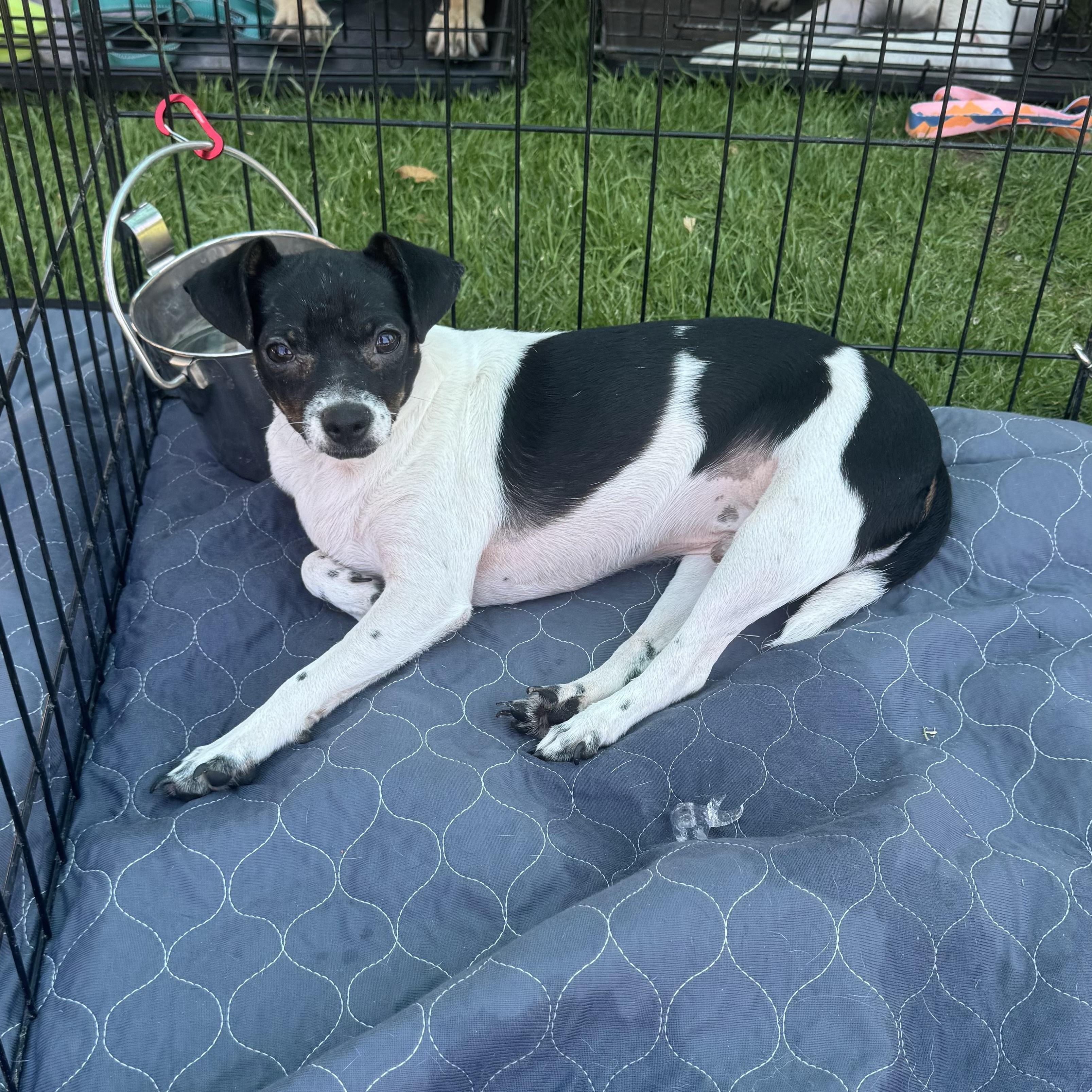 Weasel, a Adoptable mixed breed in Rio Rancho, NM image 2/5