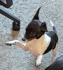 Weasel, a Adoptable mixed breed in Rio Rancho, NM image 5/5