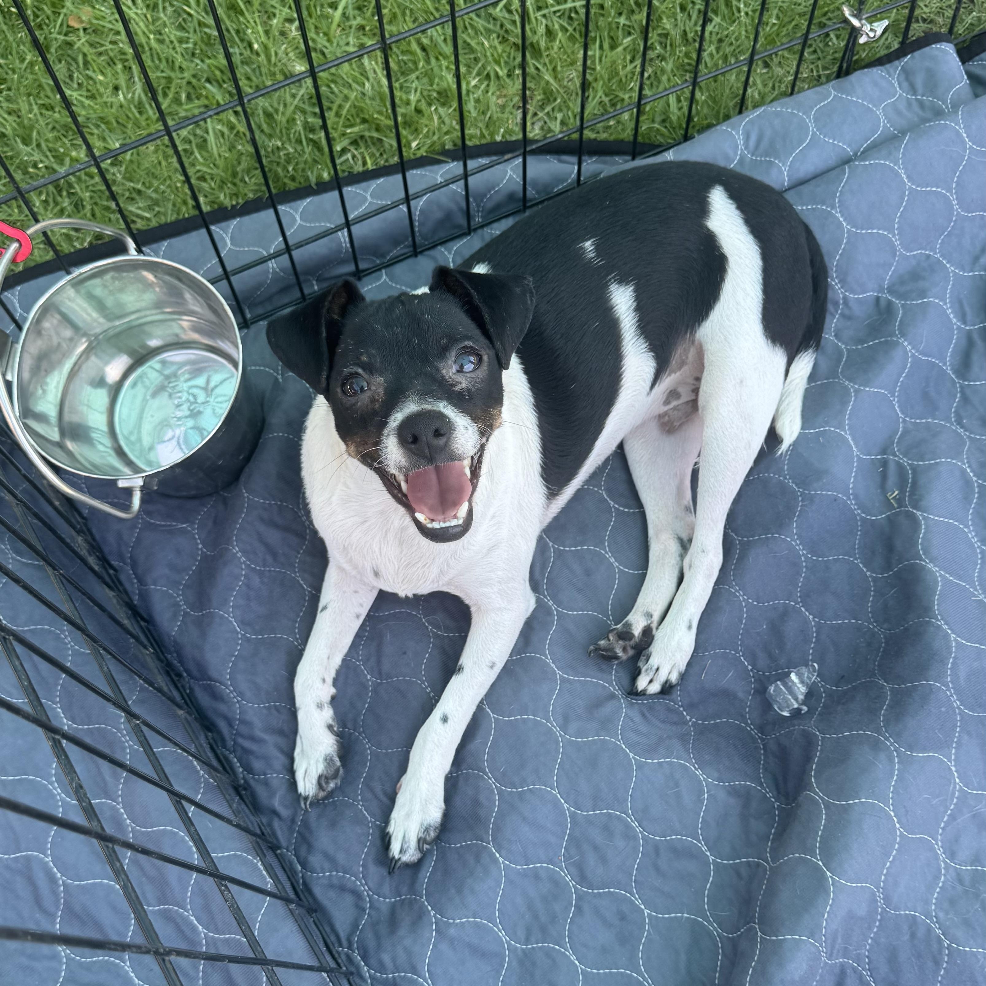 Weasel, a Adoptable mixed breed in Rio Rancho, NM image 1/5
