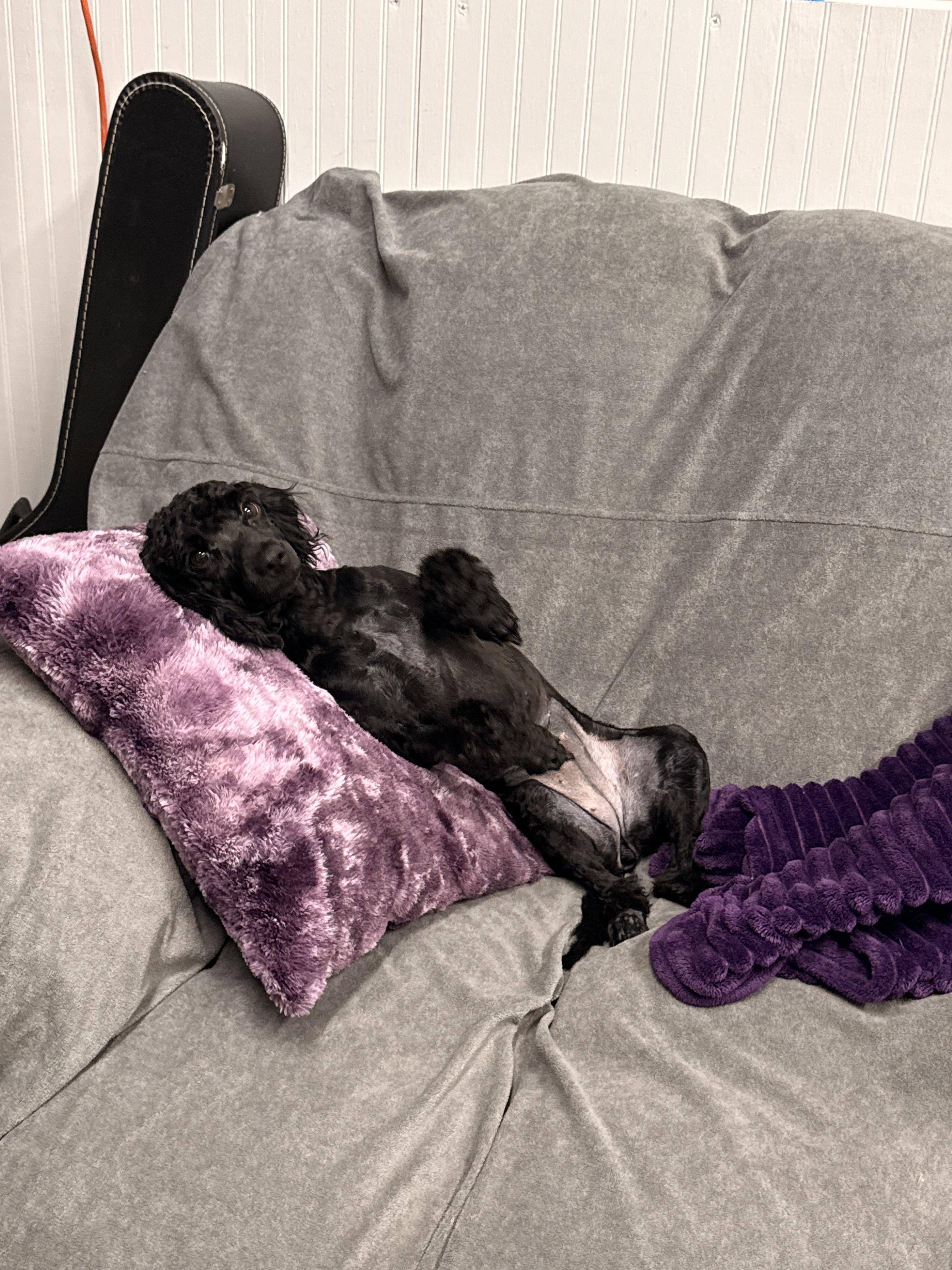 Enlarge Izzy, an adopted Cockapoo in Texarkana, TX image 2/5