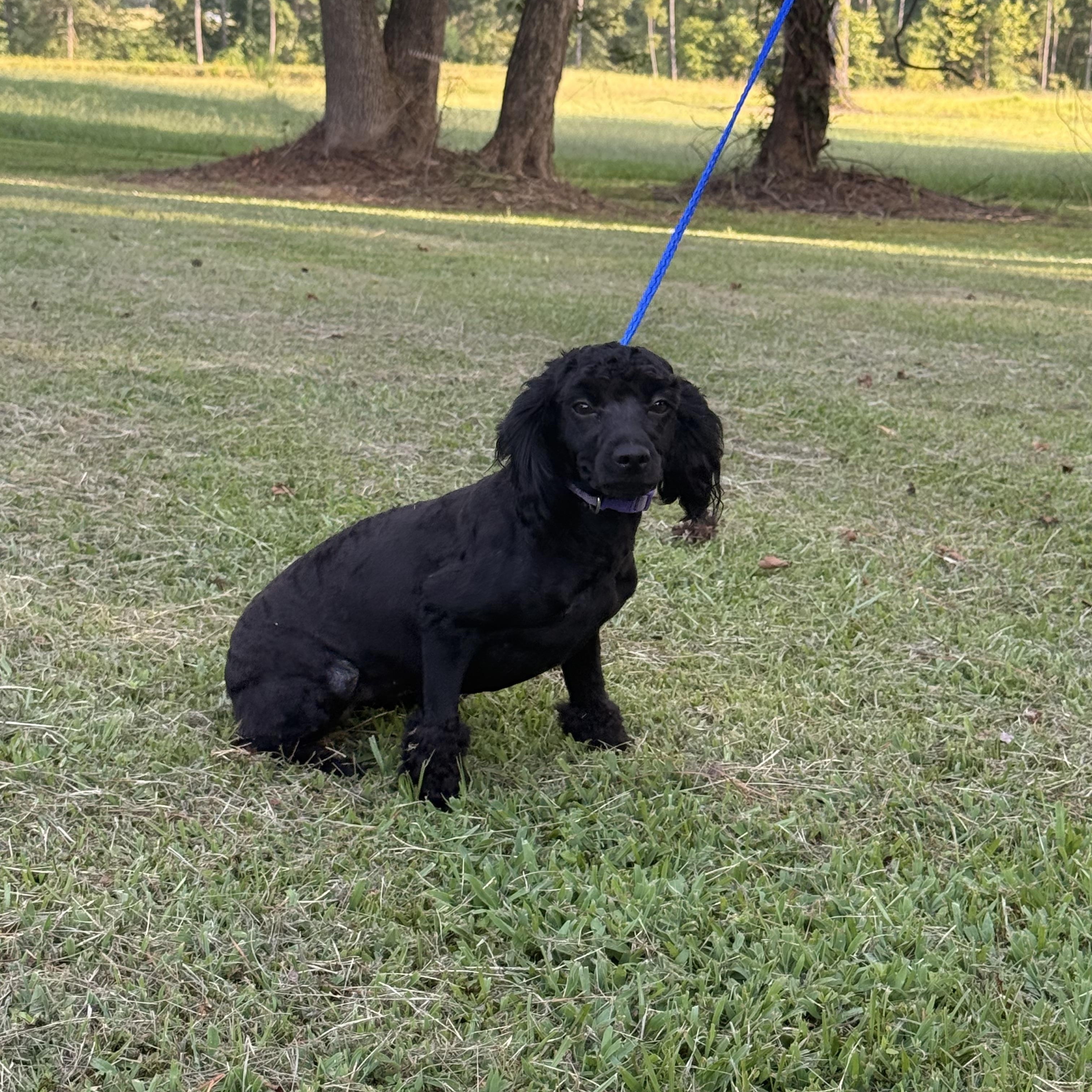 Enlarge Izzy, an adopted Cockapoo in Texarkana, TX image 5/5