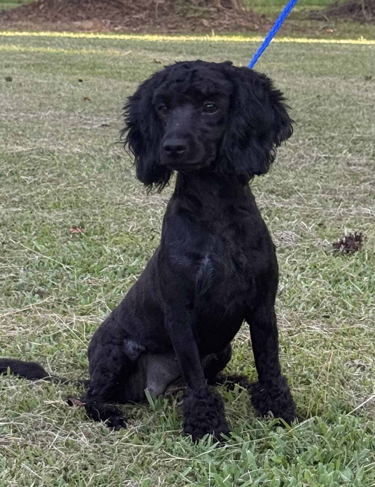 Enlarge Izzy, an adopted Cockapoo in Texarkana, TX image 1/5