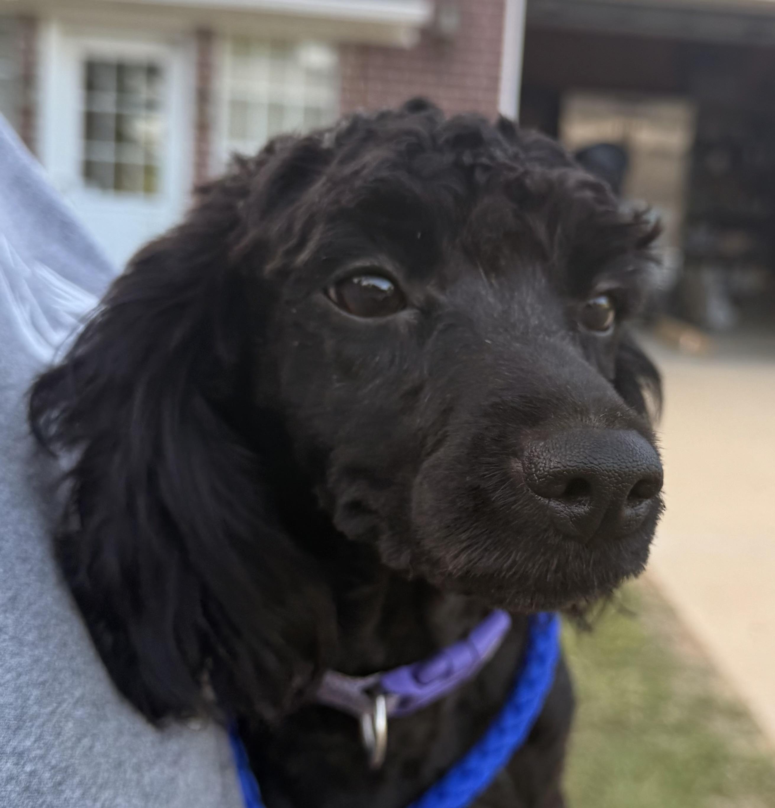 Enlarge Izzy, an adopted Cockapoo in Texarkana, TX image 3/5