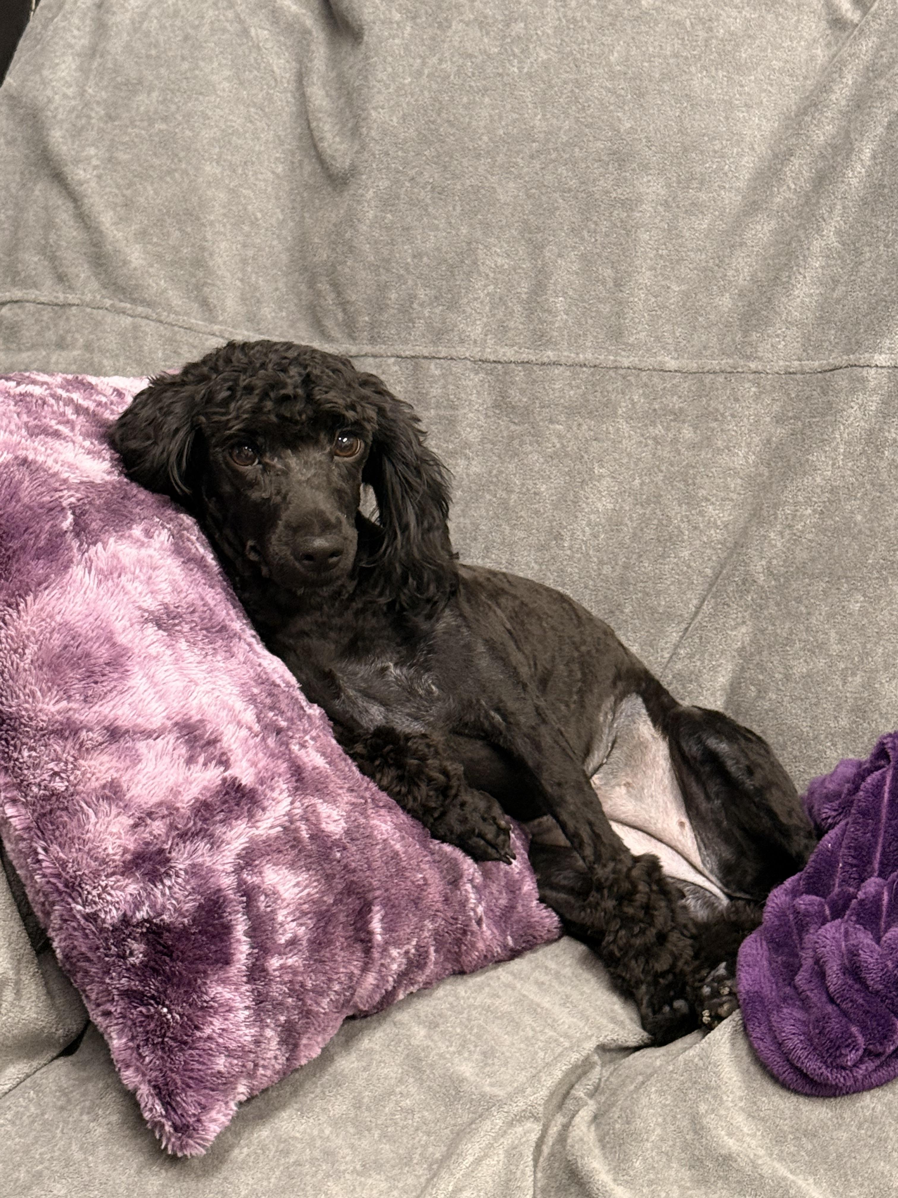 Enlarge Izzy, an adopted Cockapoo in Texarkana, TX image 4/5