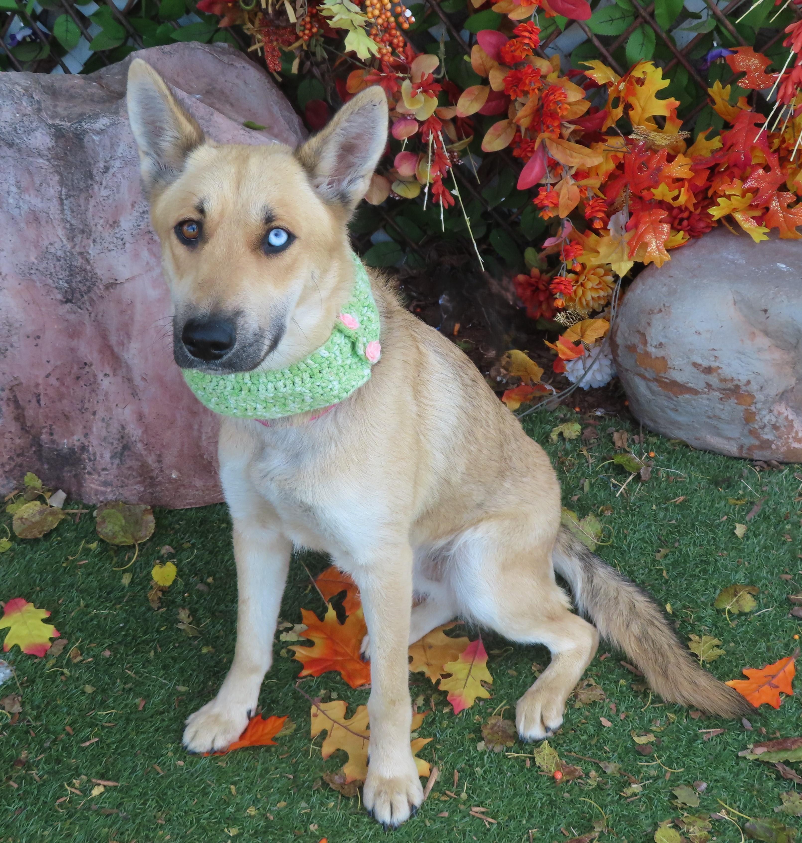 KIT 465406 AdoptionPending