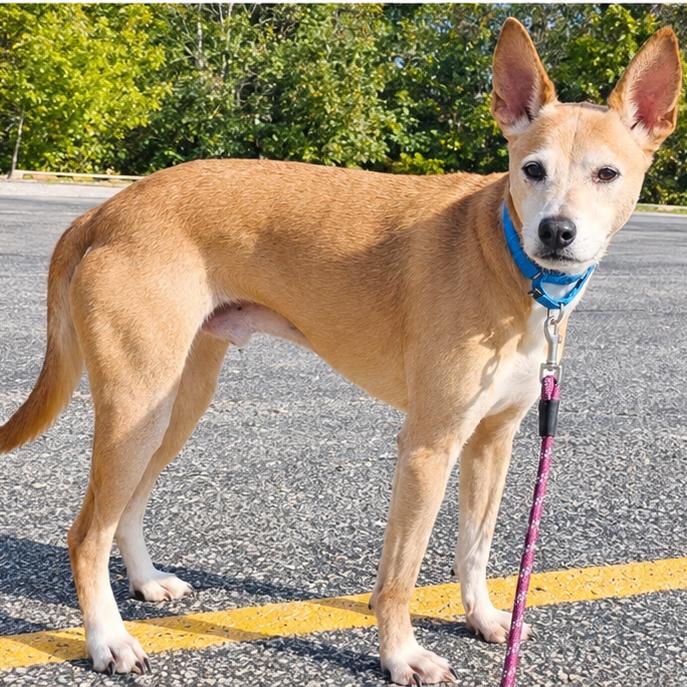 Vern, Adoptable, Senior Male Rough Collie & Mixed Breed.