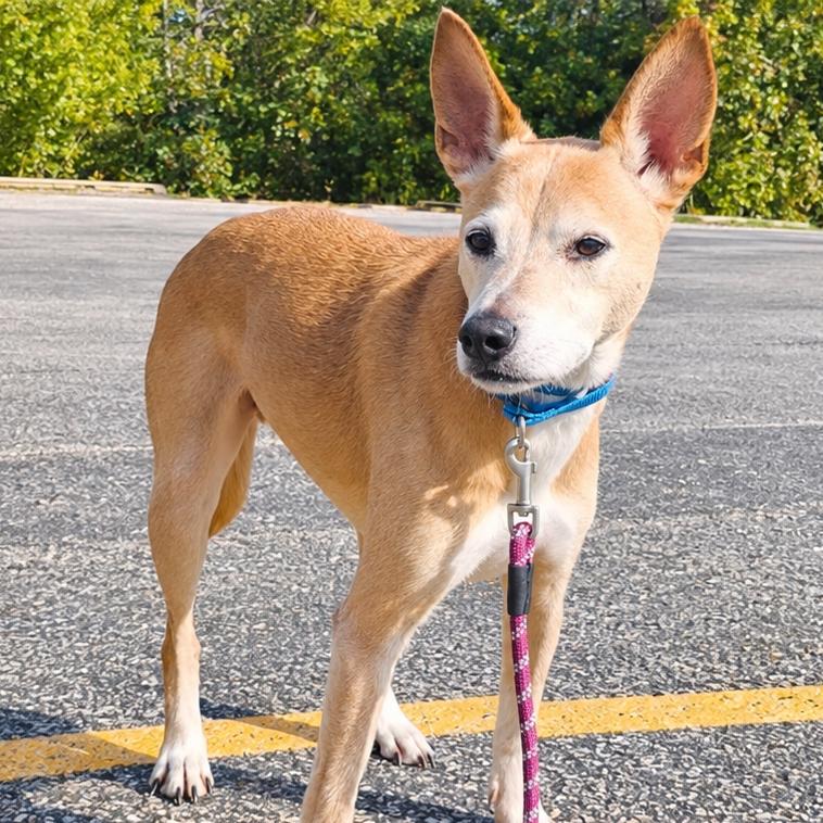 Enlarge Vern, a Adoptable mixed breed in South Elgin, IL image 2/2