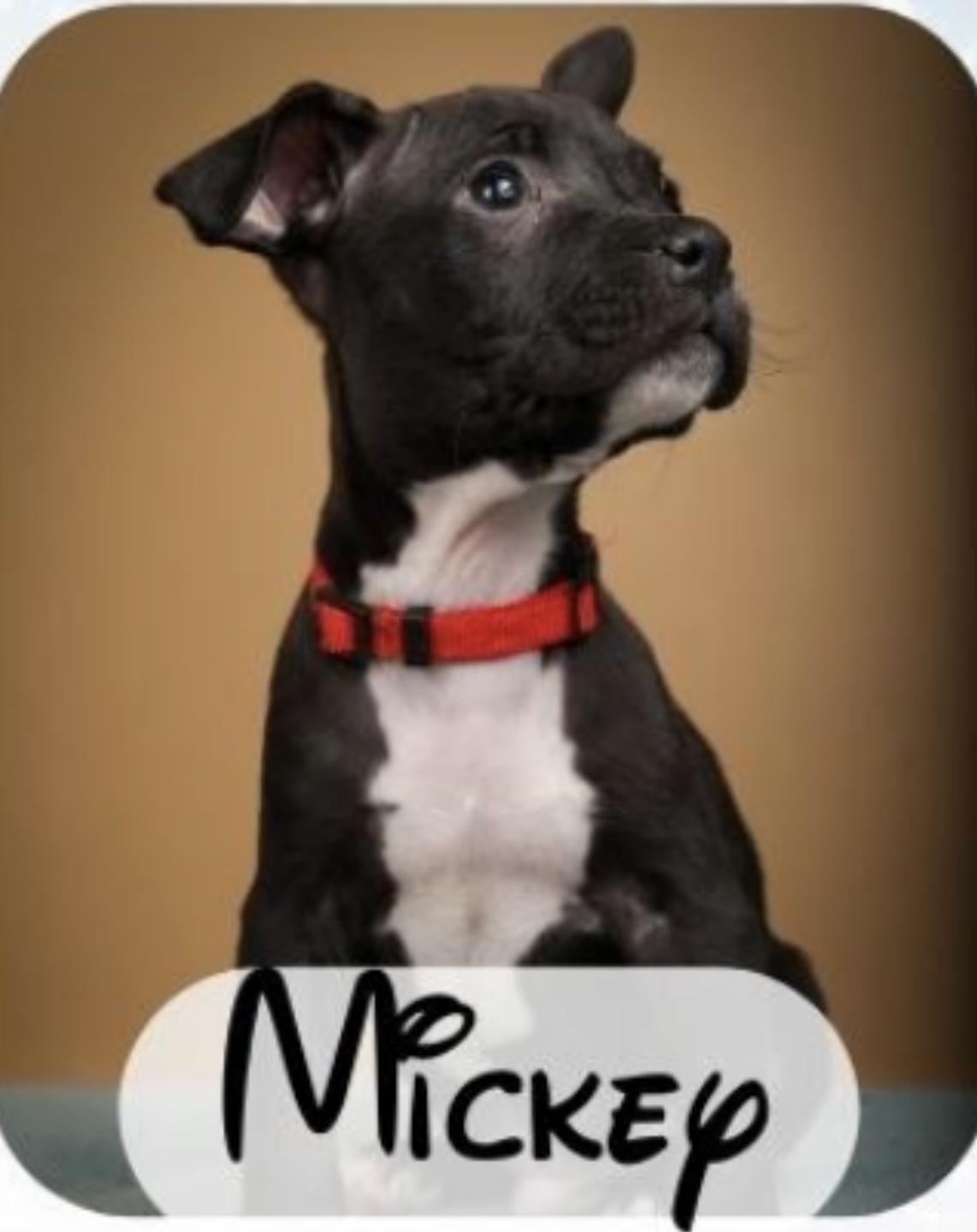 Mickey, a Adopted mixed breed in Lagrangeville, NY image 1/2