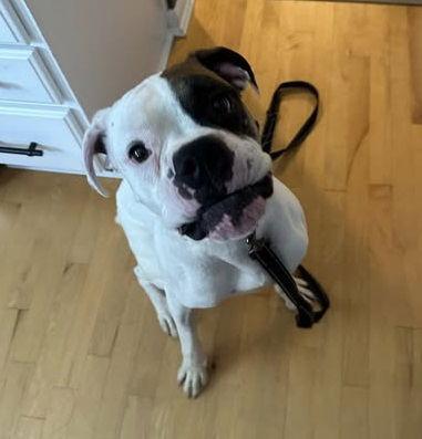 Buster - ADOPTION PENDING!!!, Adoptable, Young Male Boxer.