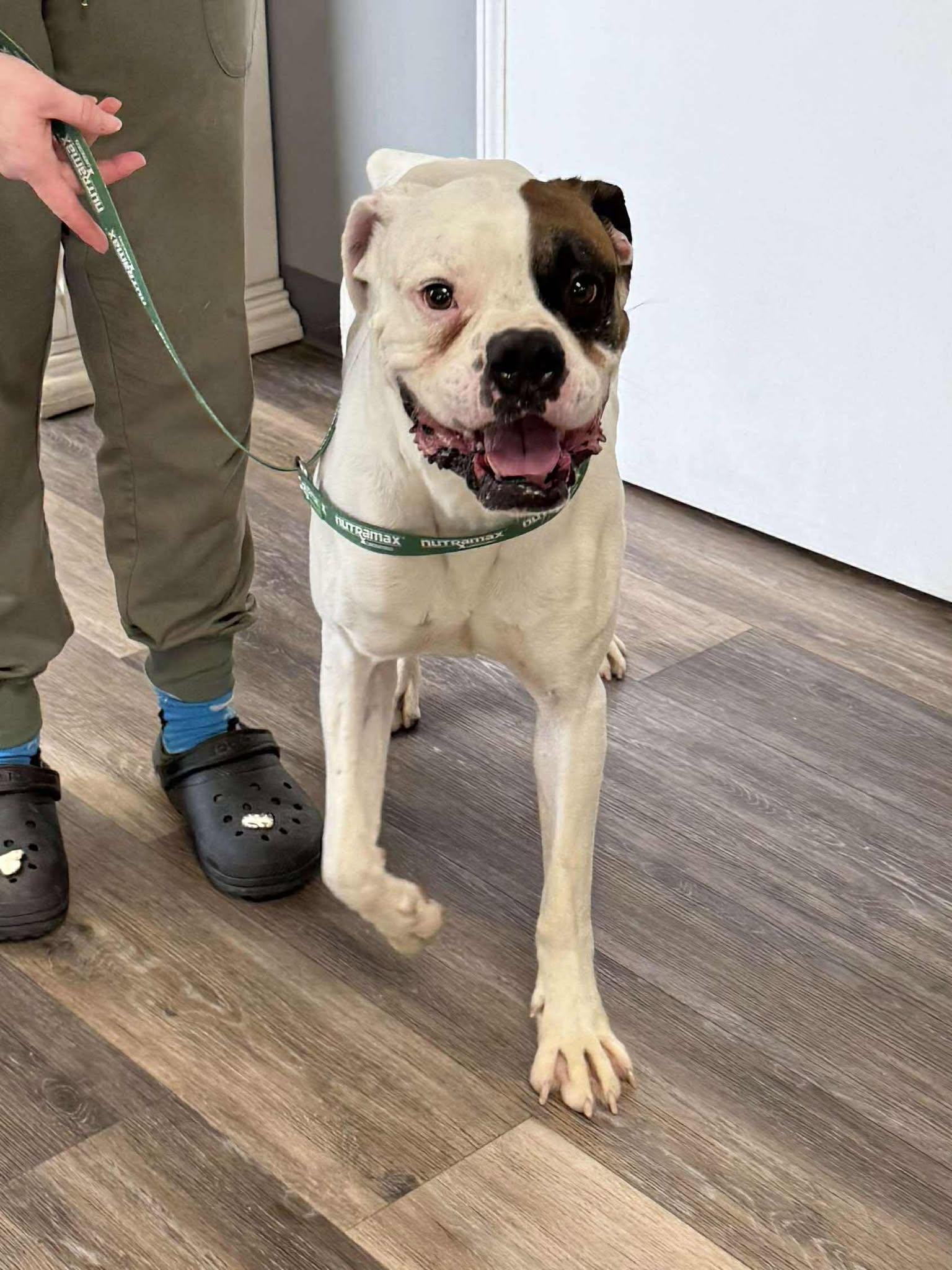 Enlarge Buster - ADOPTION PENDING!!!, a Adoptable Boxer in Shakopee, MN image 2/3