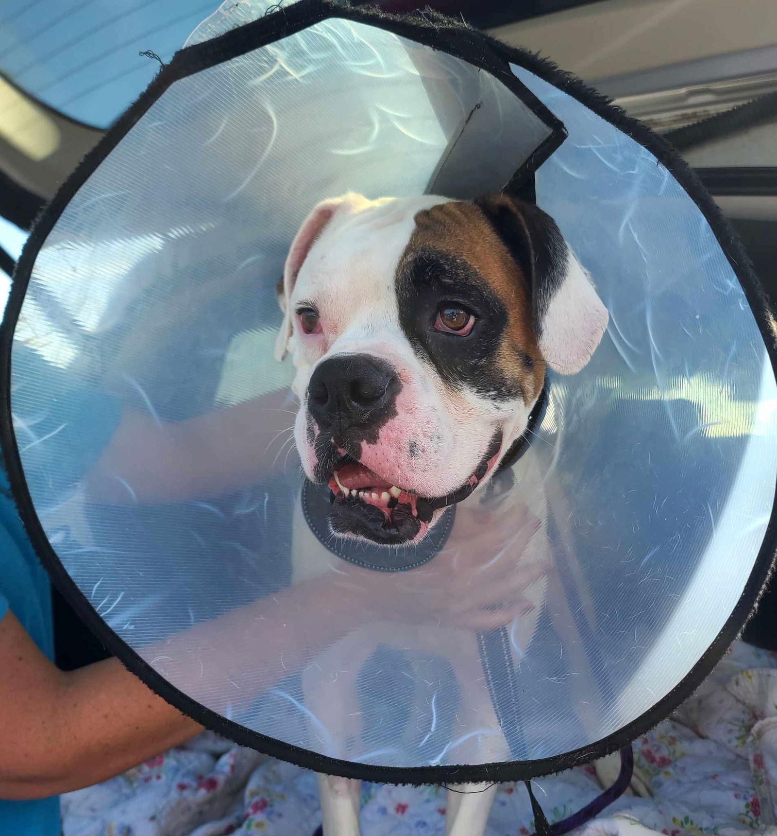 Enlarge Buster - ADOPTION PENDING!!!, a Adoptable Boxer in Shakopee, MN image 3/3