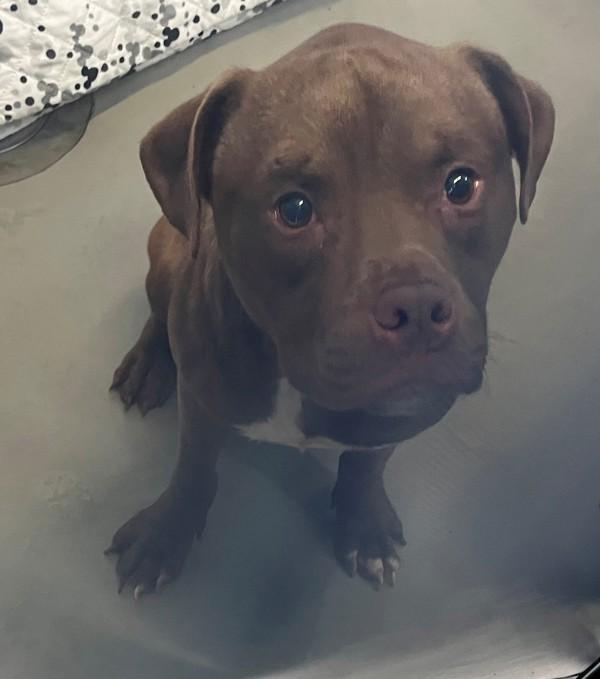 Juniper, Adoptable, Young Male Mixed Breed.