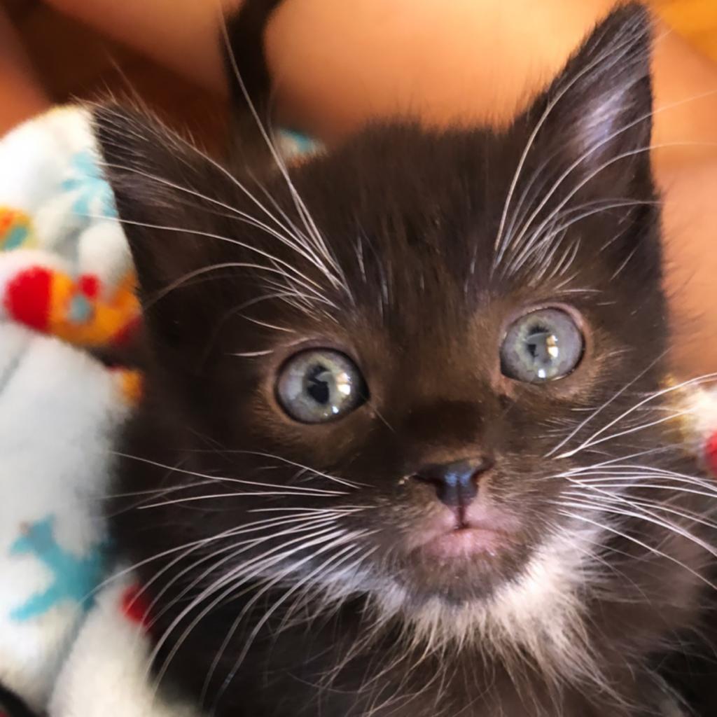 Lucas (Nagini), a Adoptable American Shorthair in Long Beach, CA image 1/6