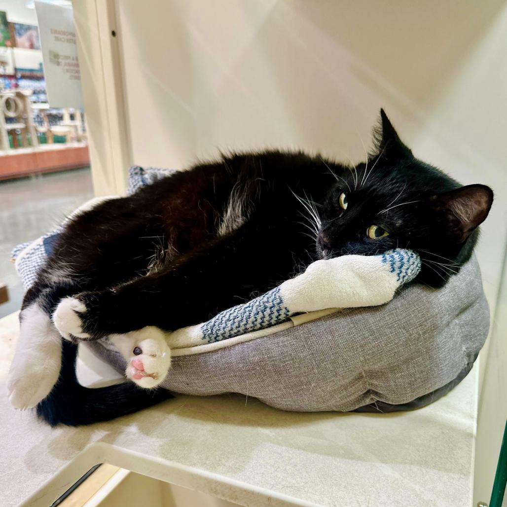 Lucas (Nagini), a Adoptable American Shorthair in Long Beach, CA image 2/6