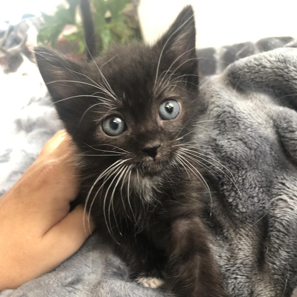 Lucas (Nagini), a Adoptable American Shorthair in Long Beach, CA image 3/6