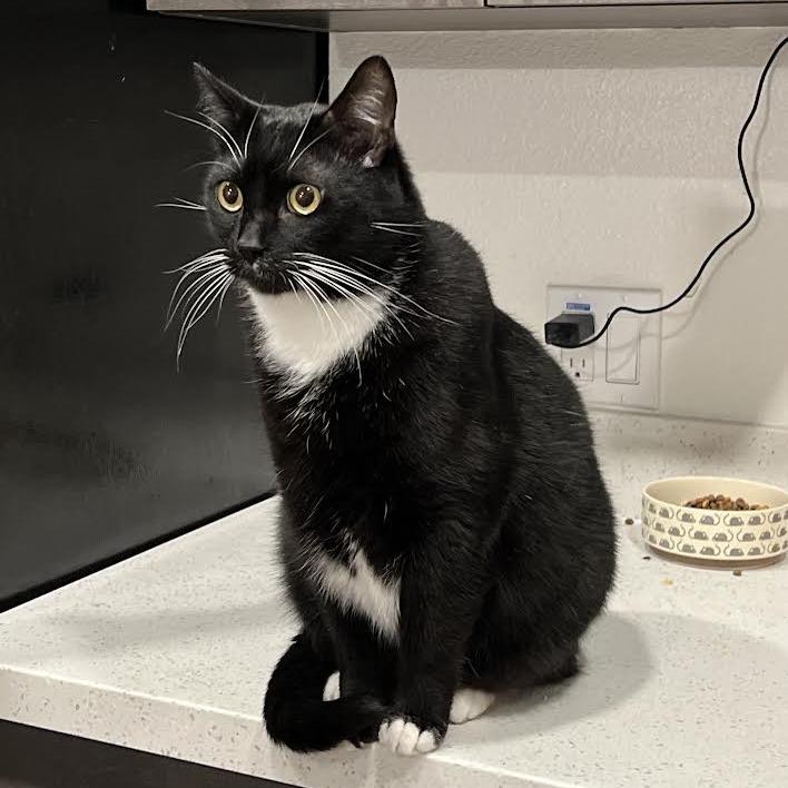 Lucas (Nagini), a Adoptable American Shorthair in Long Beach, CA image 4/6