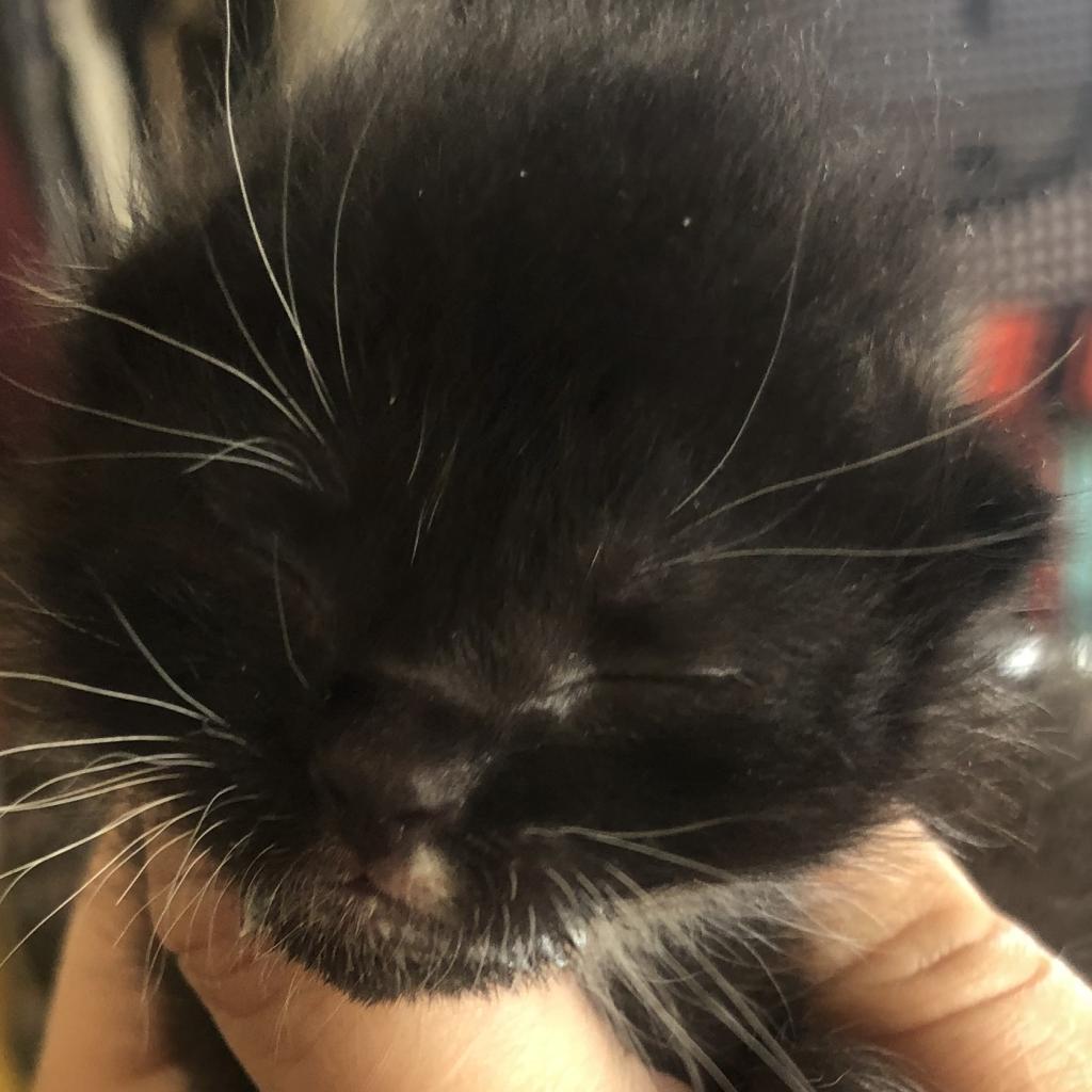 Lucas (Nagini), a Adoptable American Shorthair in Long Beach, CA image 5/6