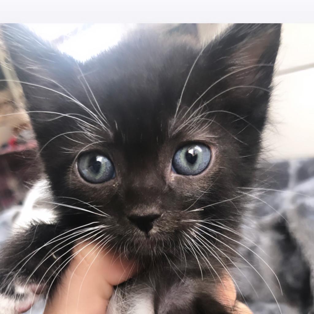 Lucas (Nagini), a Adoptable American Shorthair in Long Beach, CA image 6/6