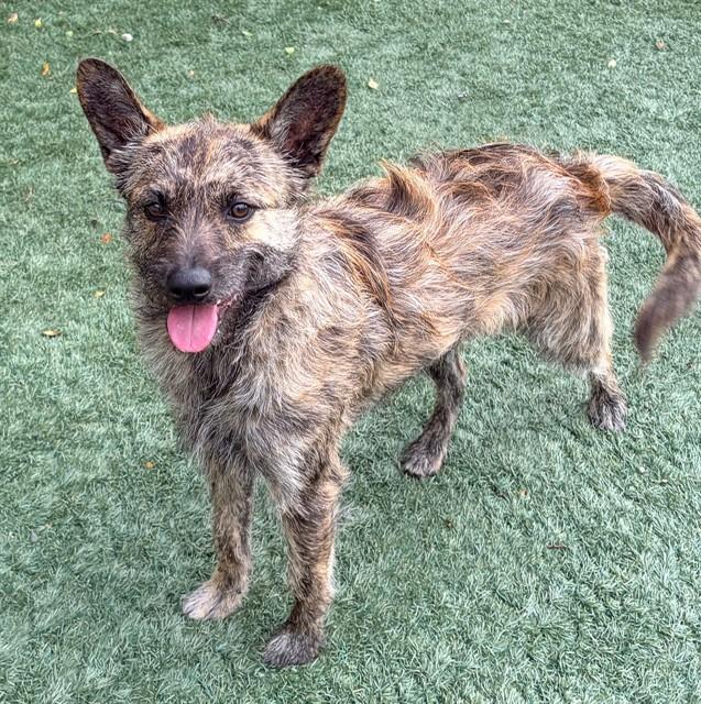 JAX, Adoptable, Young Male Terrier.