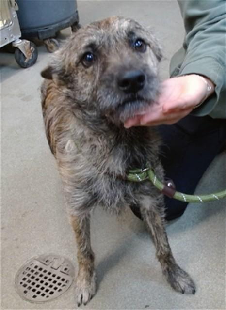 JAX, Adoptable, Young Male Terrier.