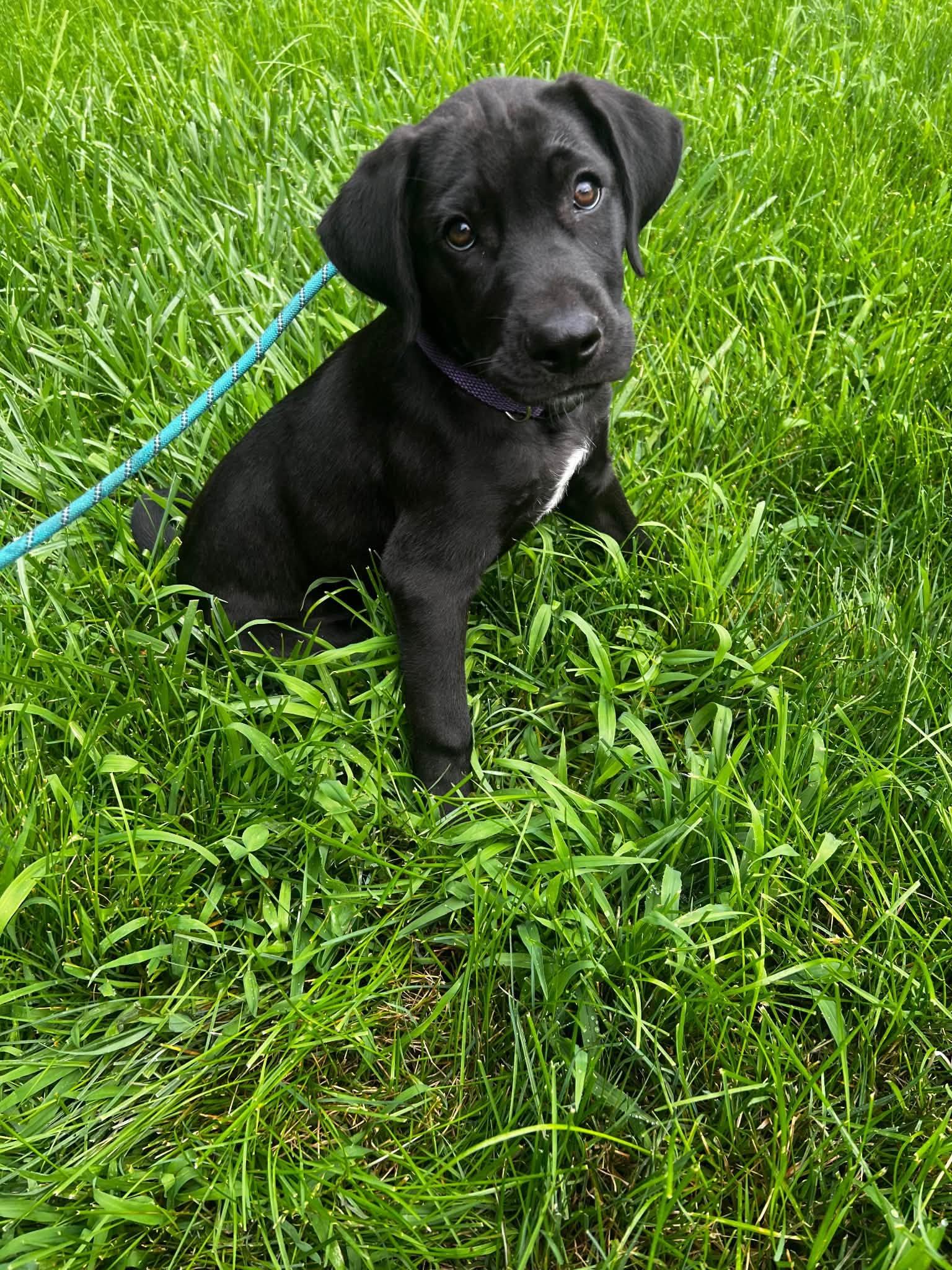 Maverick, adopted, Puppy Male Labrador Retriever.