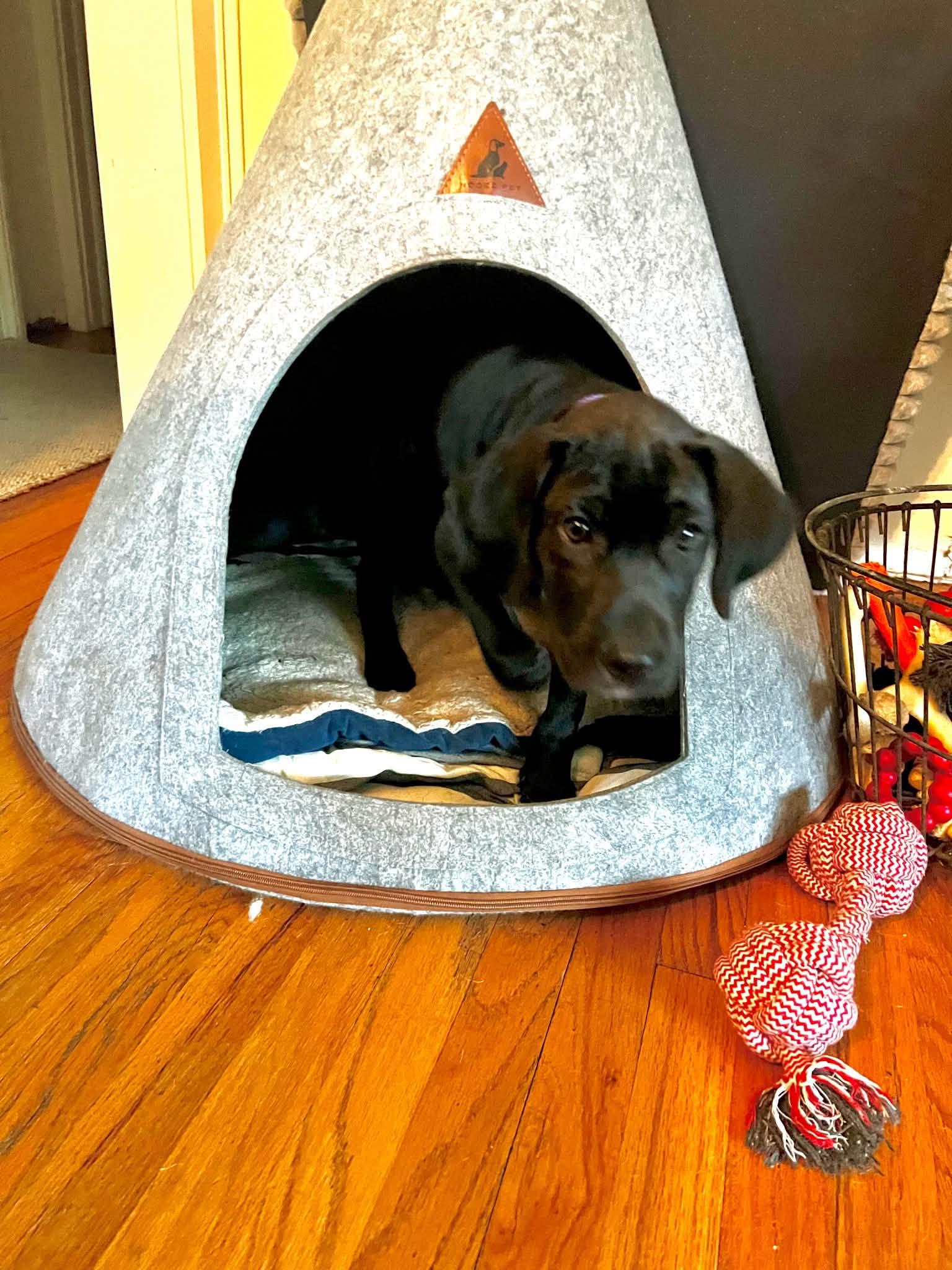 Enlarge Maverick, an adopted mixed breed in Riverdale, NJ image 5/6