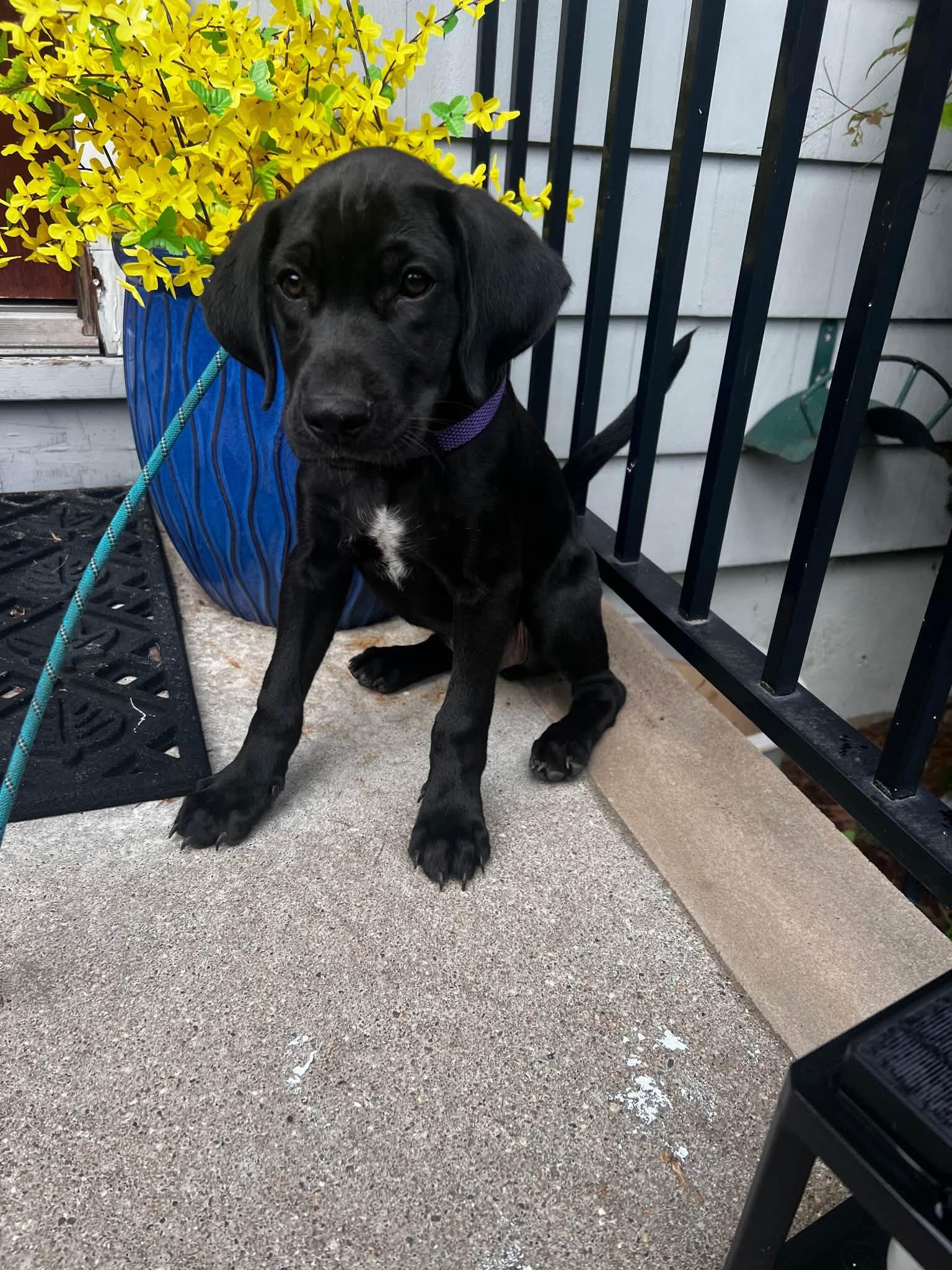 Enlarge Maverick, an adopted mixed breed in Riverdale, NJ image 6/6