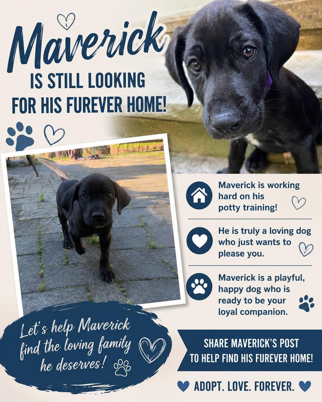 Maverick, ADOPTABLE, Puppy Male Labrador Retriever.