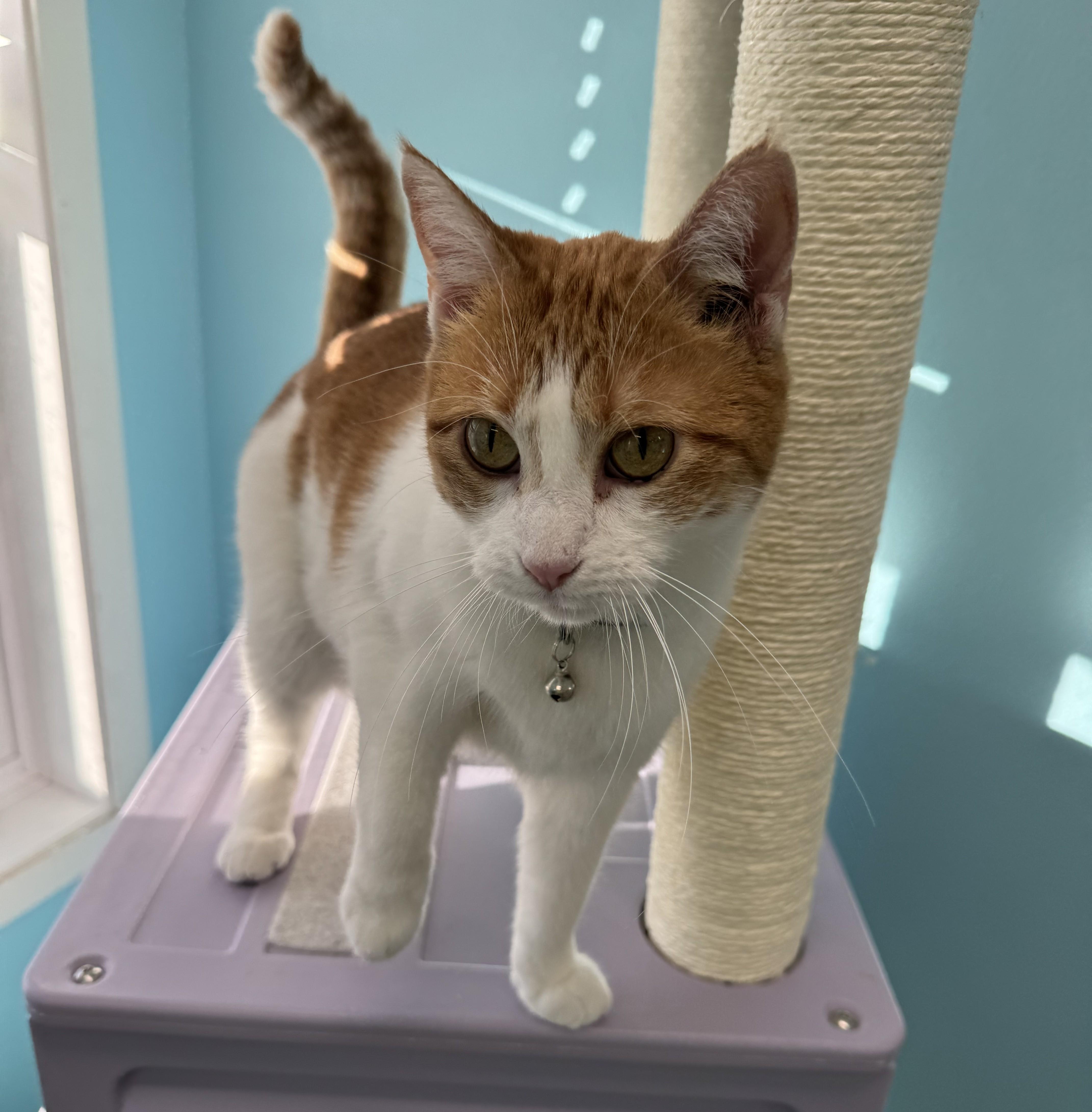 Mary Ellen, an adoptable Domestic Short Hair in Morris, MN, 56267 | Photo Image 5