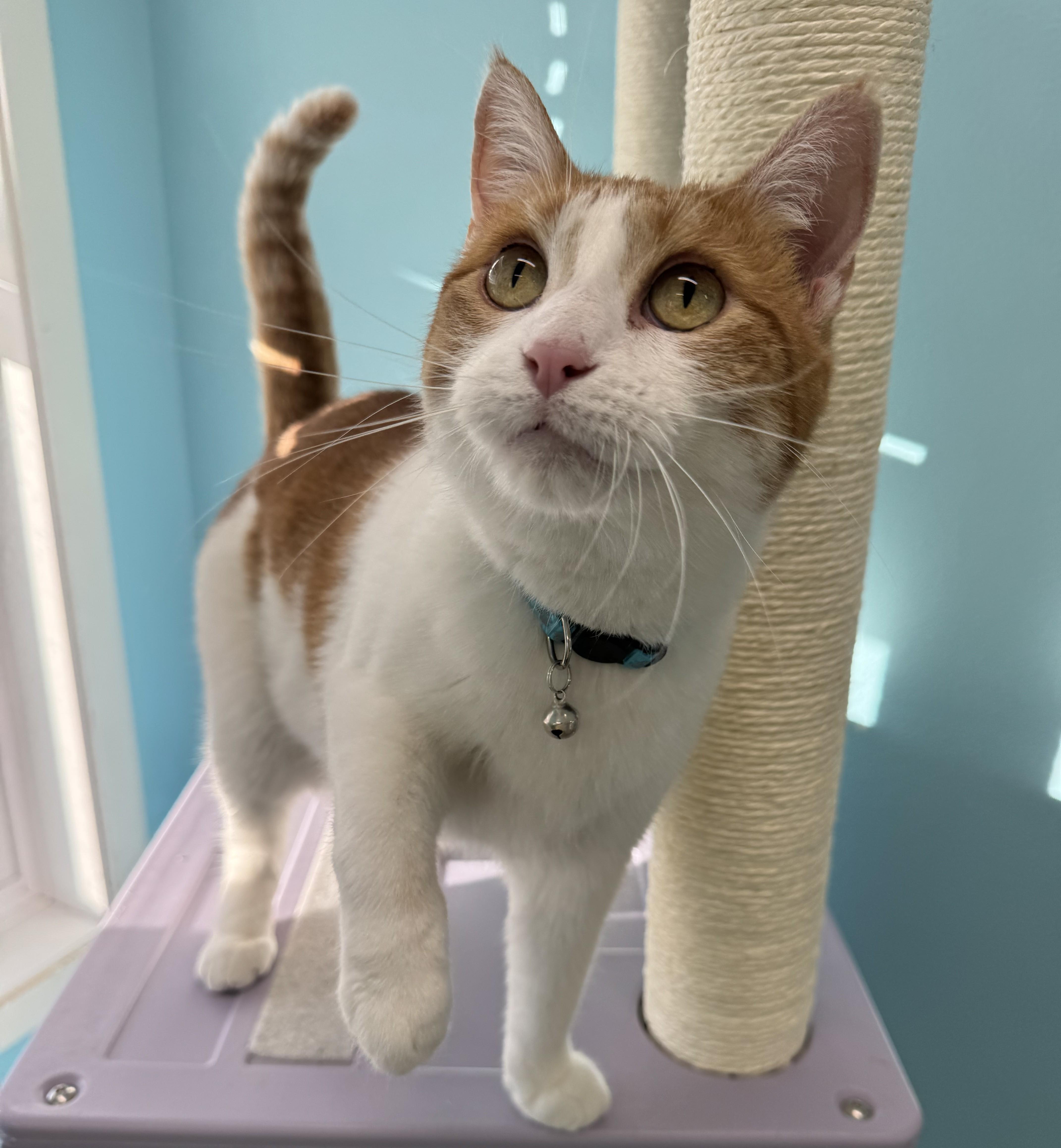 Enlarge Mary Ellen, a Adoptable Domestic Short Hair in Morris, MN image 2/5