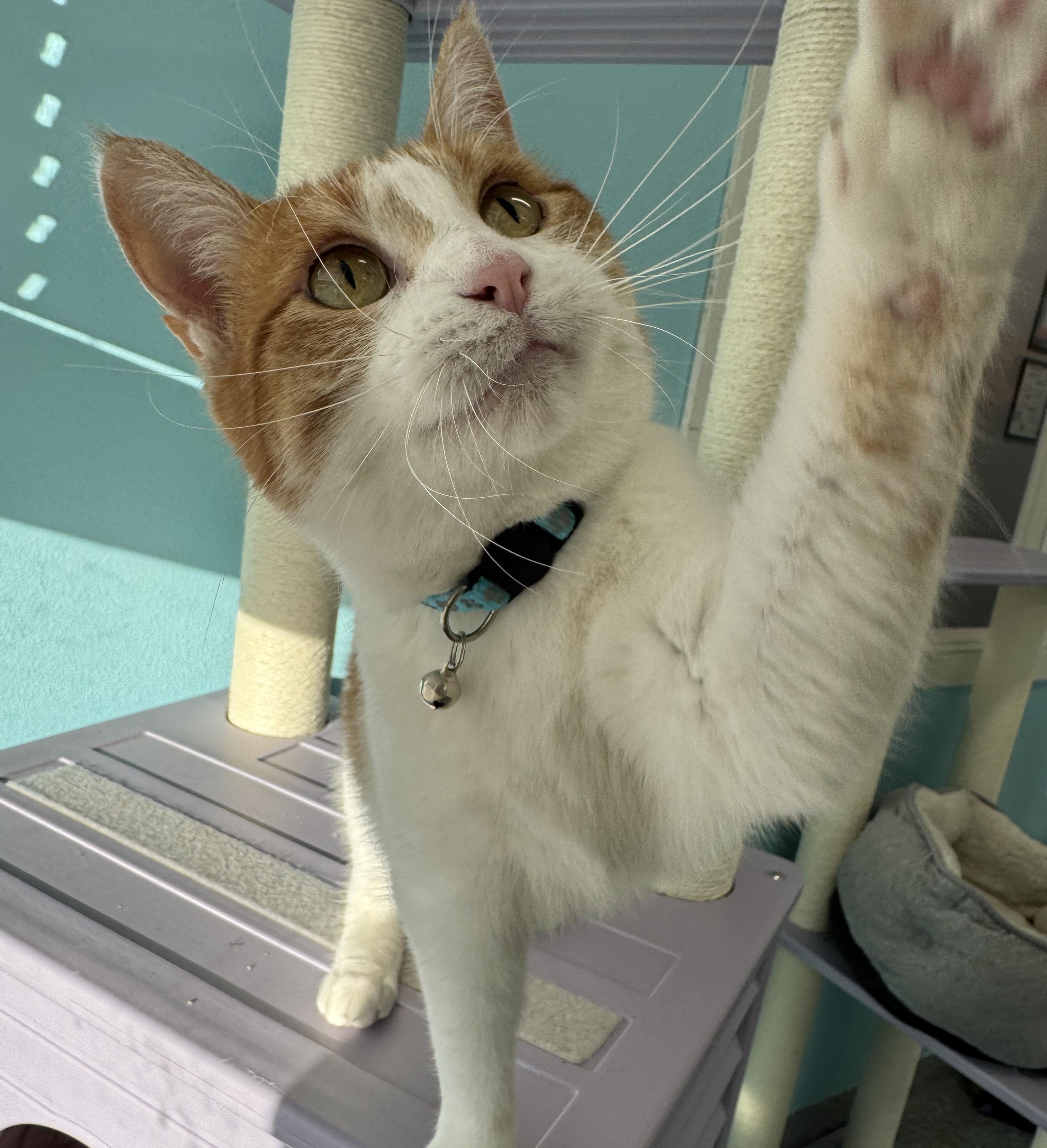 Mary Ellen, an adoptable Domestic Short Hair in Morris, MN, 56267 | Photo Image 4