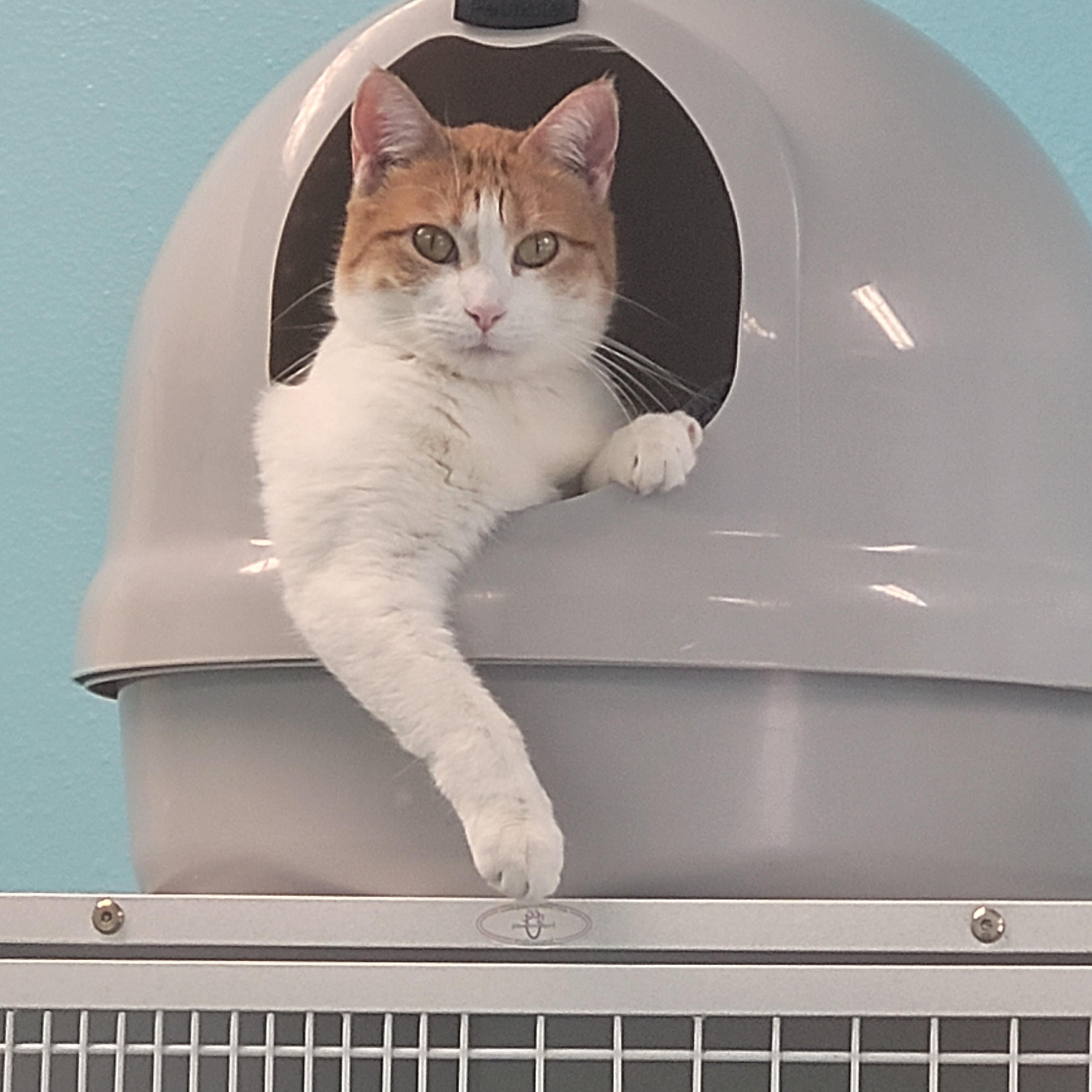 Mary Ellen, an adoptable Domestic Short Hair in Morris, MN, 56267 | Photo Image 1