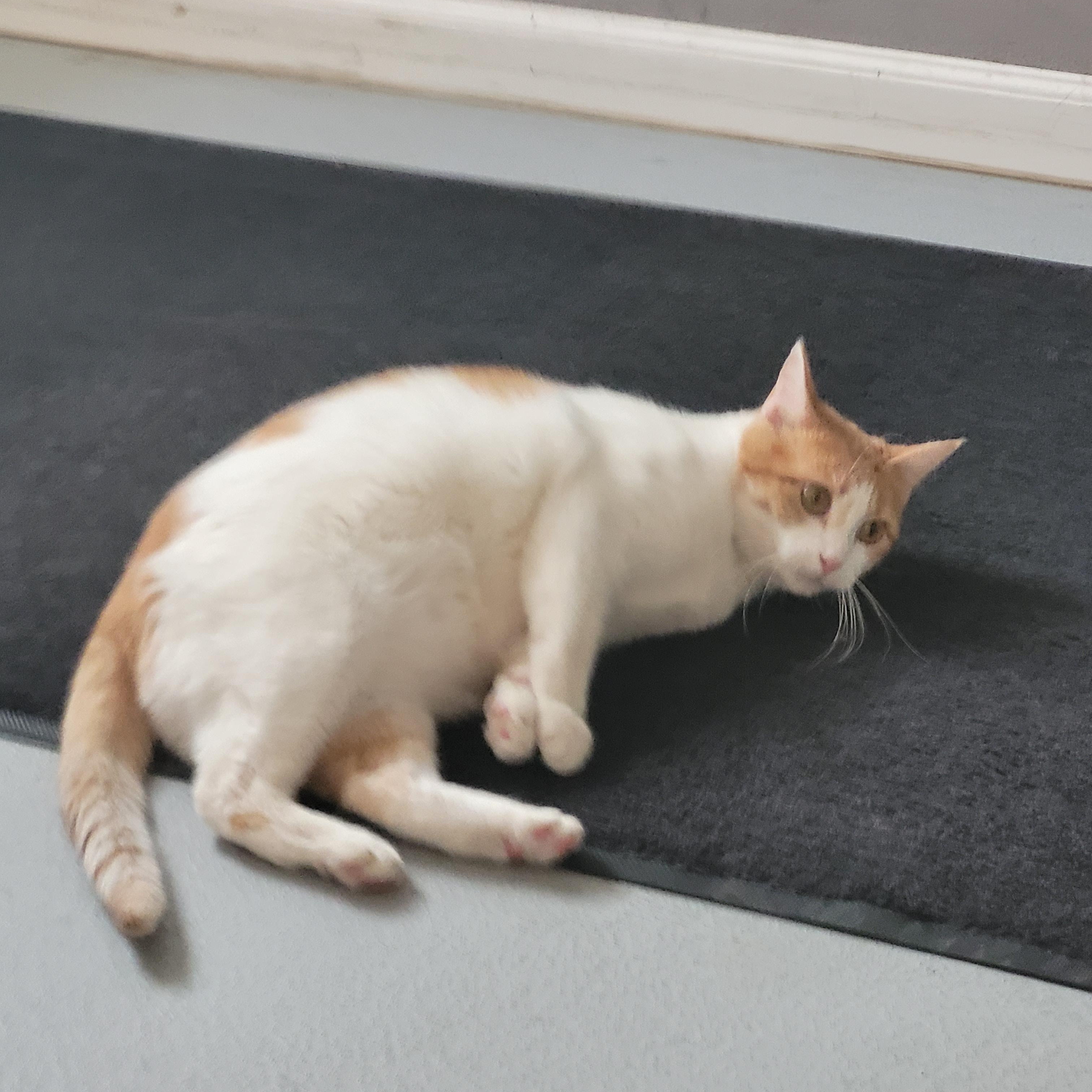 Enlarge Mary Ellen, a Adoptable Domestic Short Hair in Morris, MN image 5/5