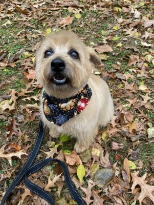 Abraham, an adoptable Norfolk Terrier in Annapolis, MD, 21403 | Photo Image 3