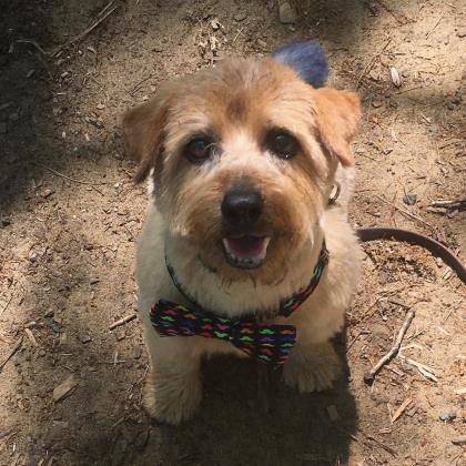 Abraham, an adoptable Norfolk Terrier in Annapolis, MD, 21403 | Photo Image 4
