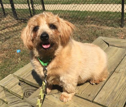 Abraham, an adoptable Norfolk Terrier in Annapolis, MD, 21403 | Photo Image 5